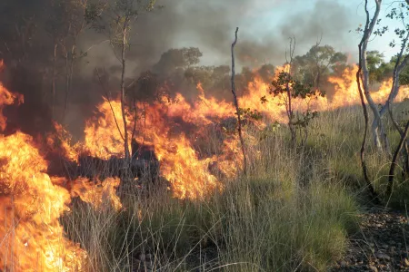 fire in grass