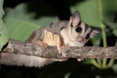 The savanna glider (Petaurus ariel)