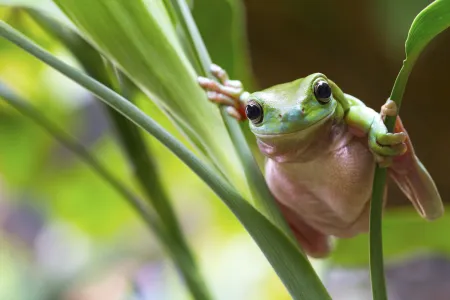 The album Songs of Disappearance, produced by Charles Darwin University PhD candidate Anthony Albrecht, looks set to be another hit following the success of the bird song album he produced last year.  