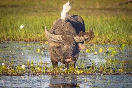According to a Charles Darwin University (CDU) study, the cost of water buffalo control can be more than offset by the value of the carbon that would have been released to the atmosphere. 