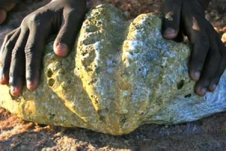 Clam