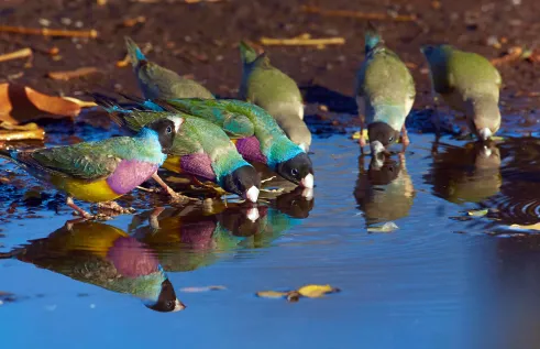 Gouldian finch 